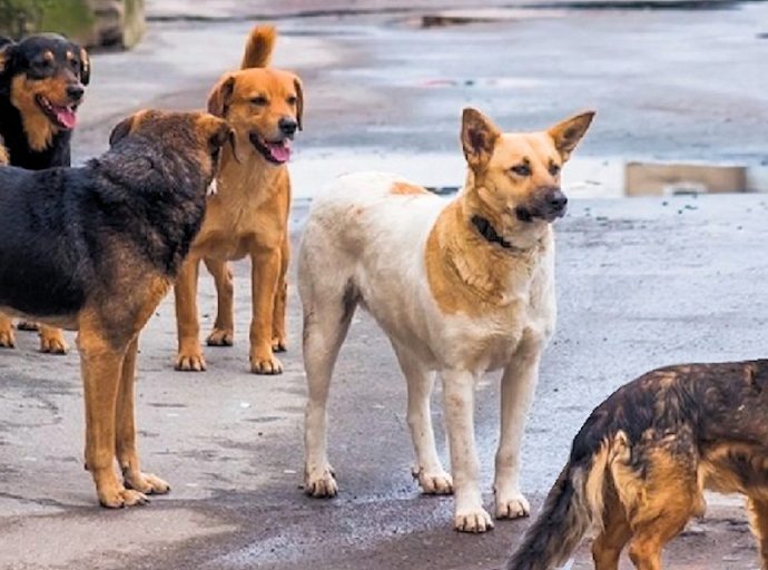 Avvelenati e uccisi più di 100 cani, anche di proprietà
