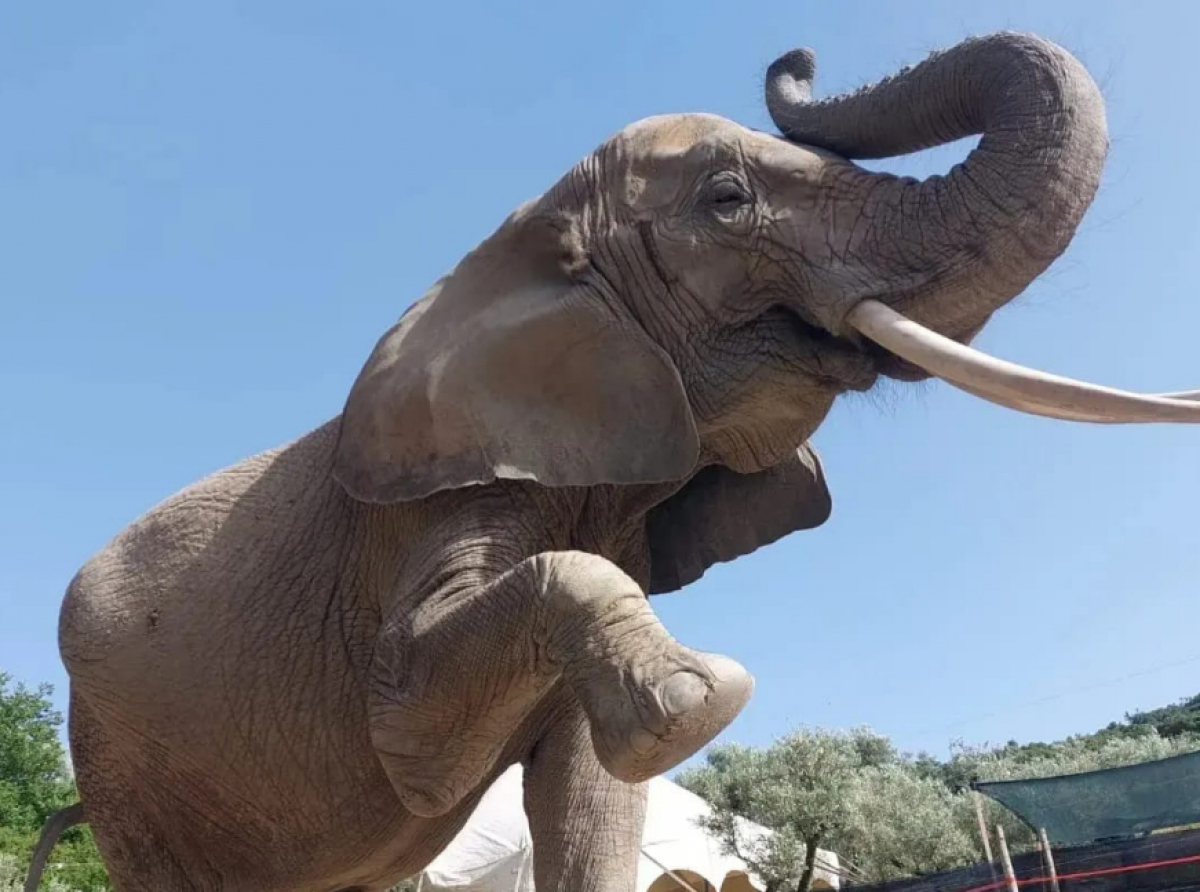 Dramma al Safari park di Maida. Donna schiacciata da un elefante inferocito: è grave
